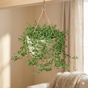 May include: A hanging white ceramic planter filled with green string of pearls plants. The planter is suspended by tan leather straps and a gold-colored hook. The plant's cascading vines create a visually appealing display, adding a touch of nature to the interior.