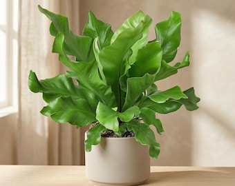 Bird’s Nest 'Nidus' Fern - Asplenium nidus - Wavy Tropical Foliage, Pet Safe Houseplant