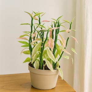 Devil’s Backbone - Euphorbia tithymaloides - Zigzag Stems, Easy Care Succulent