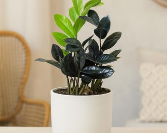 Rare Black Queen ZZ Plant - Zamioculcas with Dark Foliage, Low Light Tolerant Indoor Houseplant