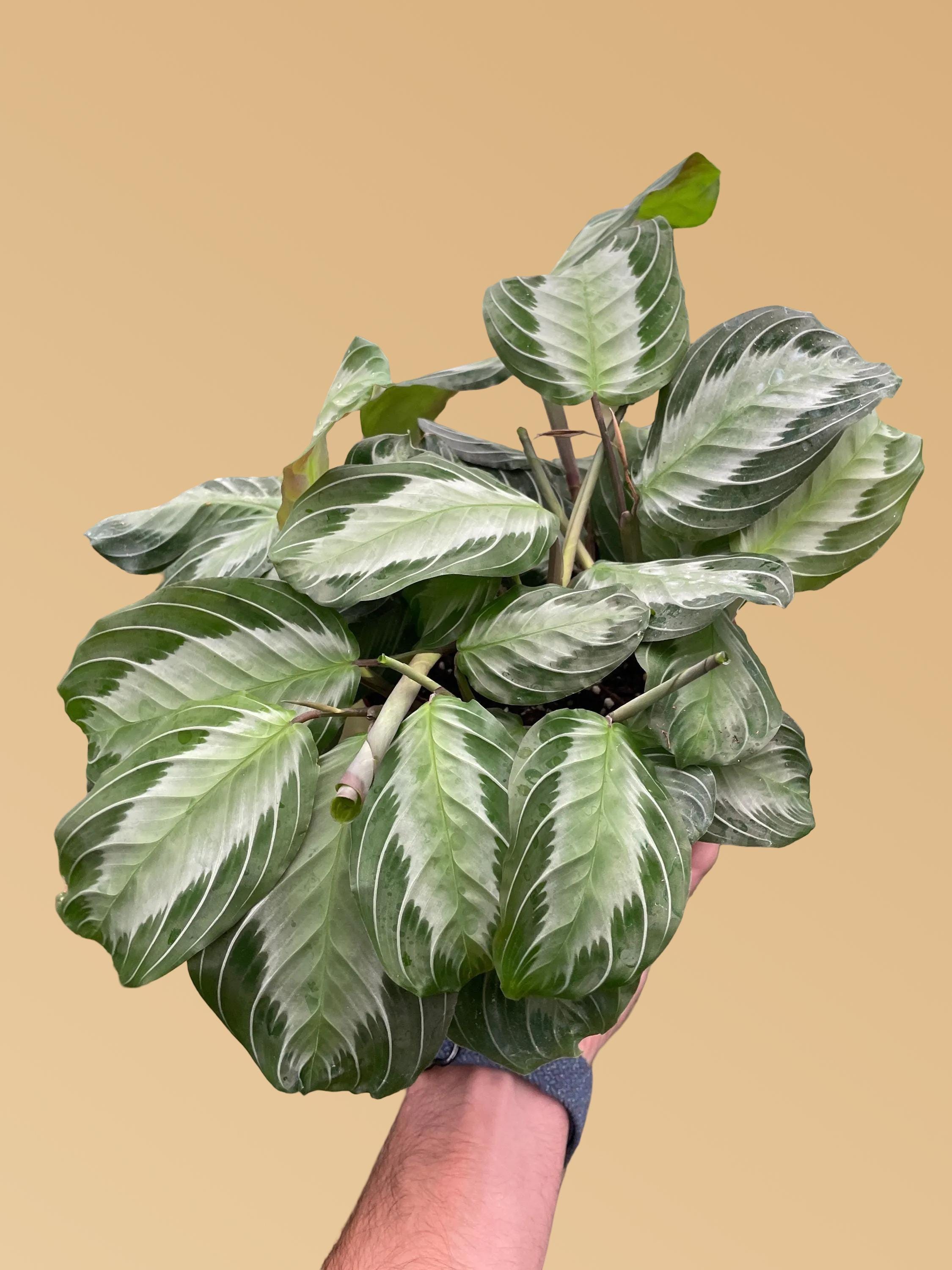 Maranta Silver Band Prayer Plant | Striped Matte Green Leaves | Easy Care Tropical Houseplant