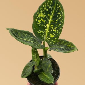 Dieffenbachia Reflector – Easy-Care Dumb Cane with Speckled Green & Yellow Leaves | Low Light Indoor Houseplant | Tropical Foliage
