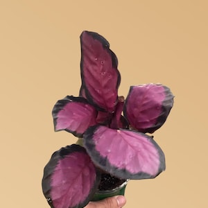 Calathea Purple Rose – Vibrant Prayer Plant with Deep Purple & Green Leaves | Easy Care Tropical Houseplant | Low Light Plant