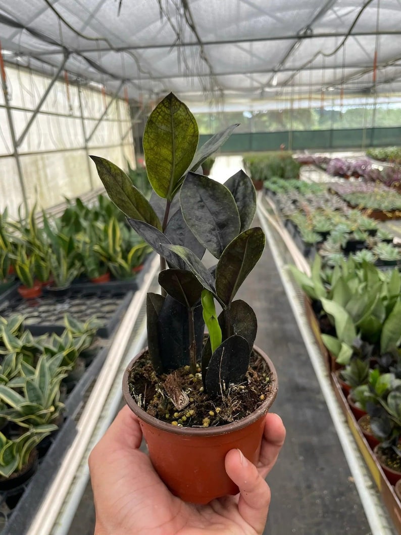 Austin Jungle Co. ZZ Plant - Thumbnail 4