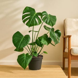 Monstera Deliciosa – Tropical Indoor Climbing Vine | Large Glossy Split Leaves | Easy Care Evergreen Houseplant | Perfect Statement Plant
