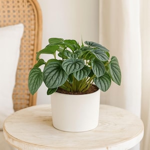 Peperomia Frost – Silvery Textured Leaves | Compact and Easy Care Indoor Houseplant | Perfect for Desks, Shelves & Gifts