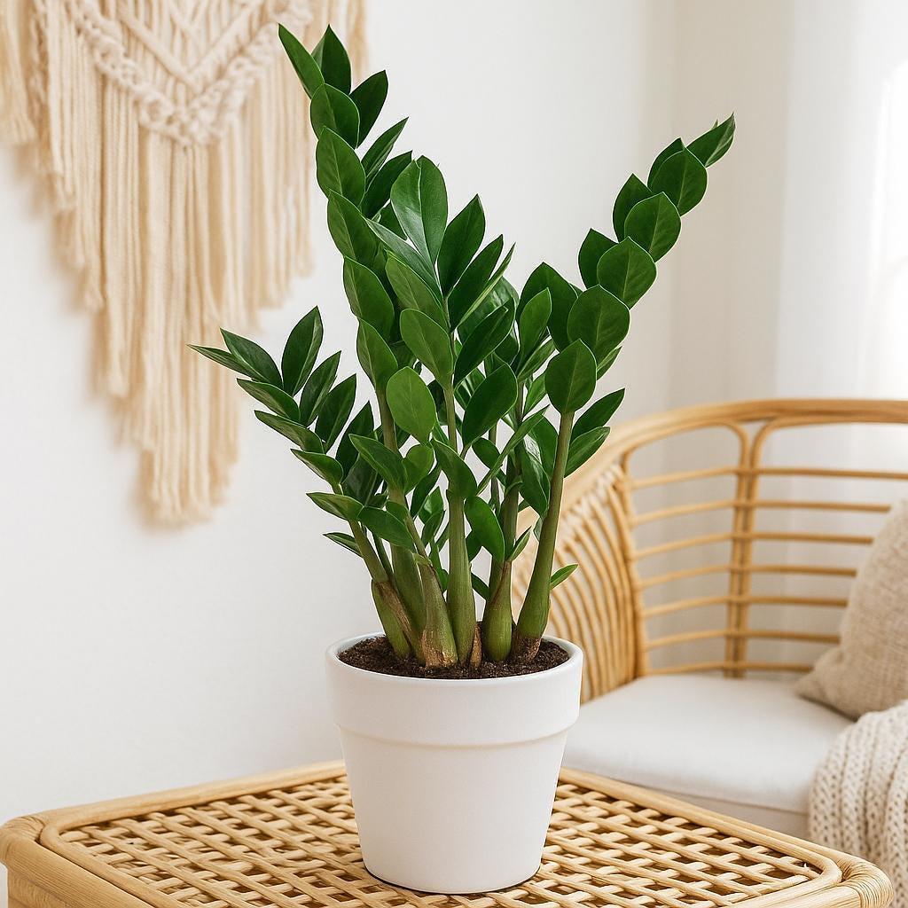 Zamioculcas Zamiifolia (ZZ Plant) – Easy Care Indoor Plant with Glossy Dark Green Leaves | Drought Tolerant Houseplant | Ideal for Office
