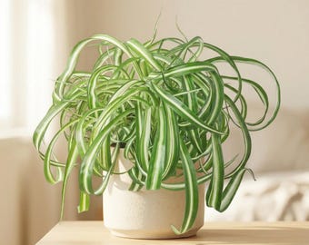 Spider Plant ‘Bonnie’ - Chlorophytum comosum ‘Bonnie’ - Curly, Easy Care Houseplant
