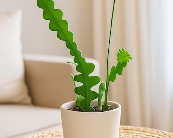 Cryptocereus Anthonyanus Ric Rac Cactus – Zig Zag Fishbone Succulent | Easy Care Indoor Cactus | Unique Houseplant | Gift for Beginners