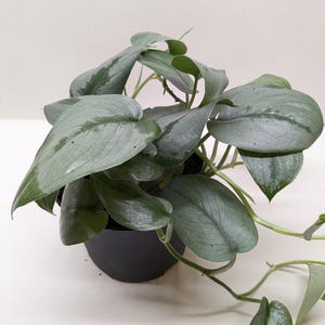 Platinum Java Scindapsus - Scindapsus treubii 'Platinum' - Follaje plateado, planta de interior trepadora