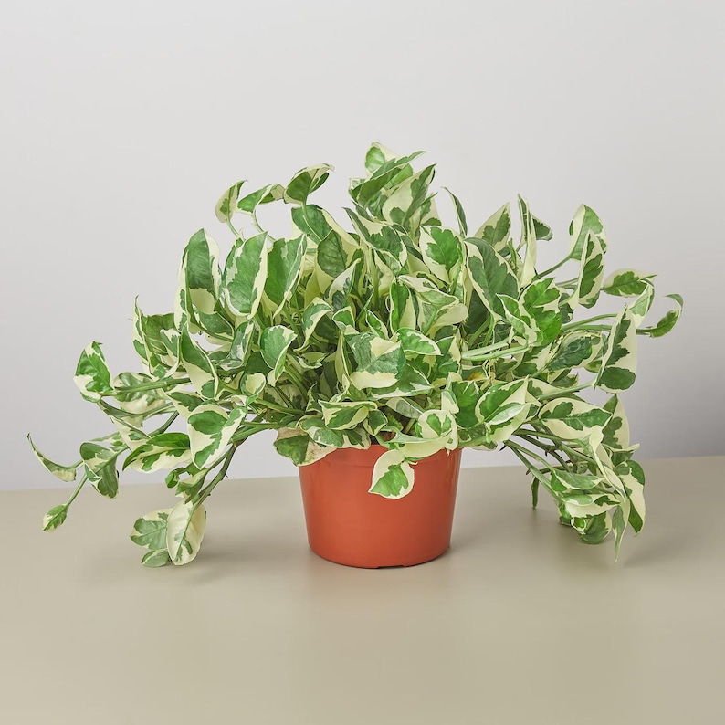May include: A potted plant with green and white variegated leaves. The plant is in a terracotta-colored pot, and the leaves cascade over the sides. The plant is a vibrant addition to any indoor space.