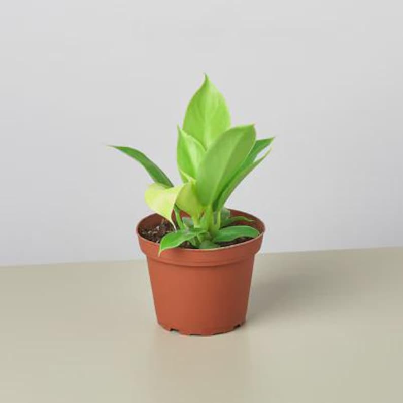 Austin Jungle Co. Philodendron Moonlight - Thumbnail 4