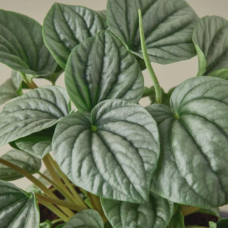 Austin Jungle Co. Peperomia Frost