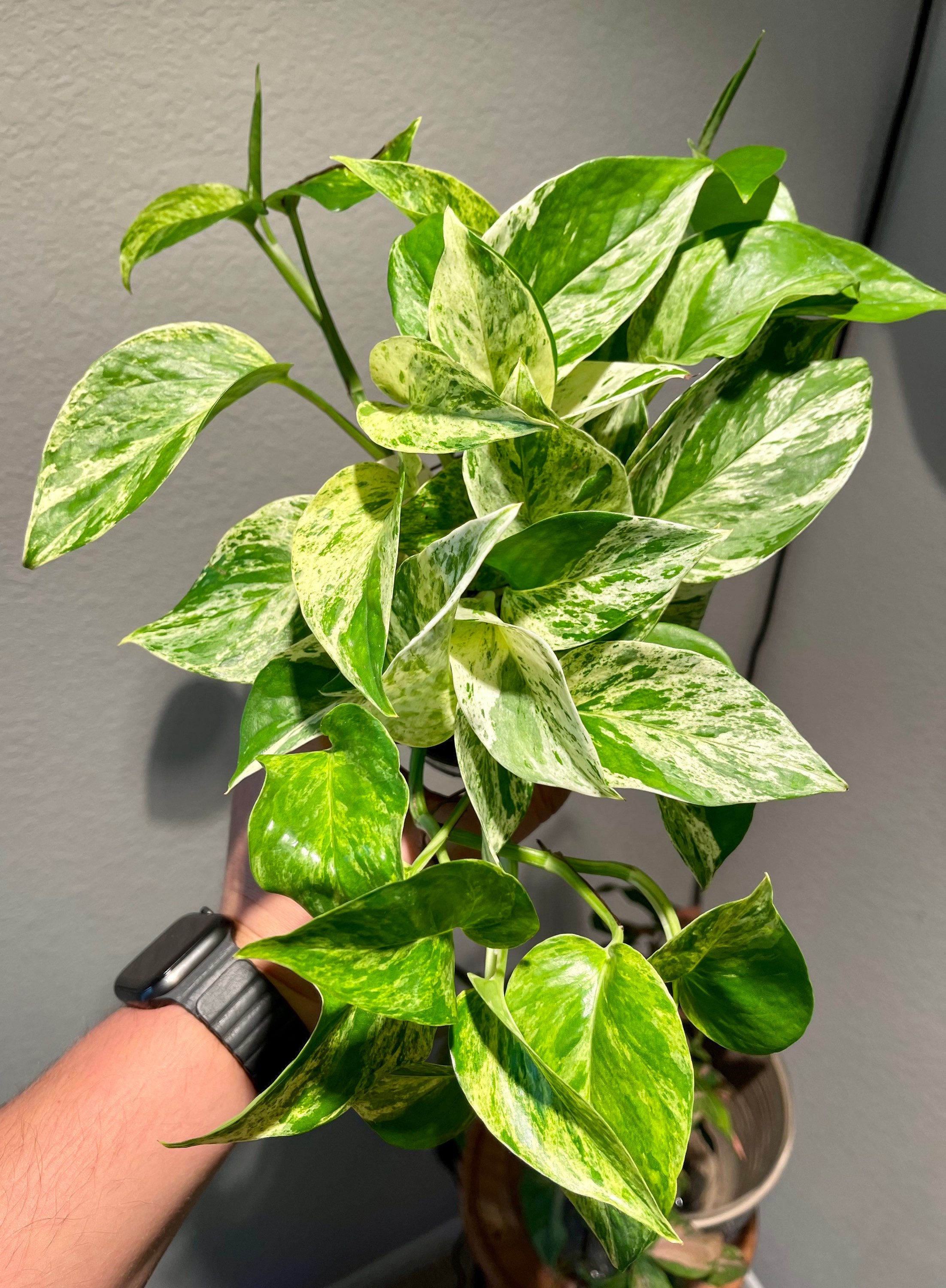 Marble Queen Pothos Unrooted Cutting and 3.5 Pots Etsy