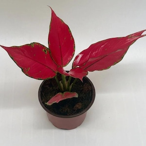 Ruby Garuda Chinese Evergreen - Aglaonema ‘Ruby Garuda’ - Colorful, Easy Care Houseplant