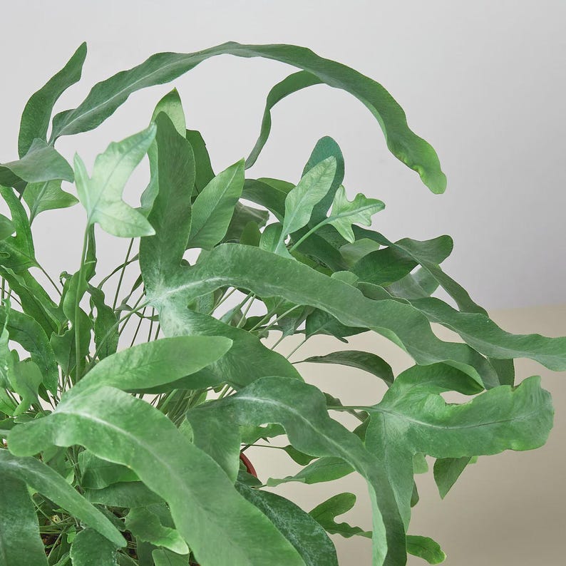 Austin Jungle Co. Blue Star Fern - Thumbnail 3