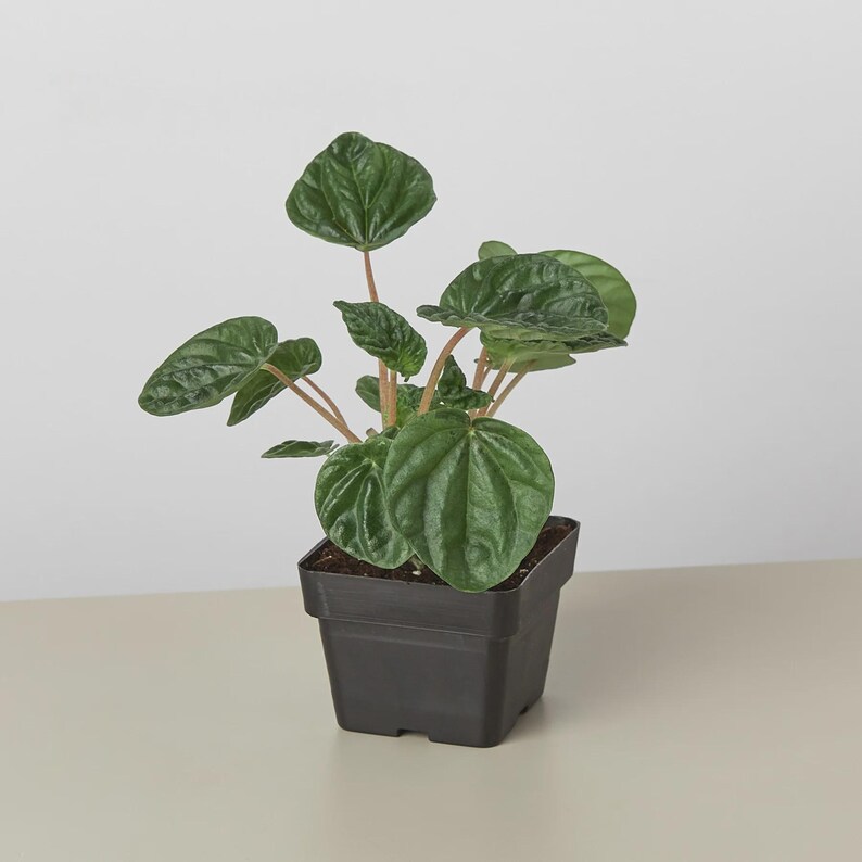 Austin Jungle Co. Ripple Peperomia - Thumbnail 5