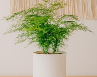 Lush Asparagus Fern: Feathery Indoor Hanging Plant - Easy Care Houseplant for Home & Office Decor
