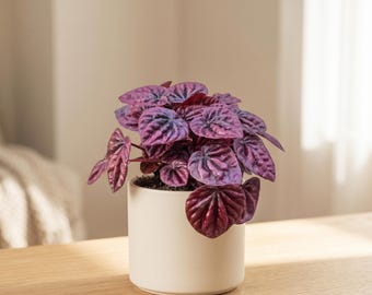 Peperomia Ripple Red - Peperomia caperata ‘Ripple Red’ - Colorful, Textured Houseplant