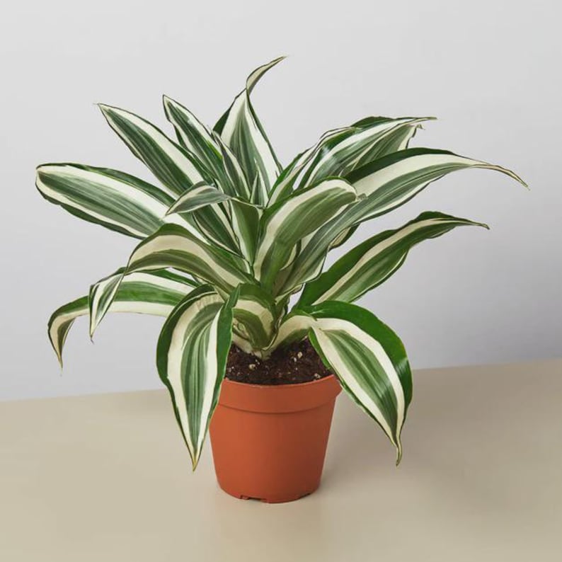 Austin Jungle Co. Dracaena - Thumbnail 4