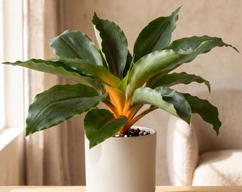 Fire Flash Spider Plant - Chlorophytum orchidastrum ‘Fire Flash’ - Bright Orange Stems, Striking Foliage
