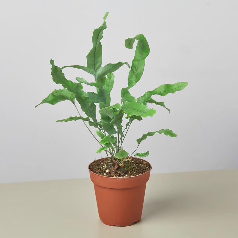 Austin Jungle Co. Blue Star Fern - Thumbnail 5