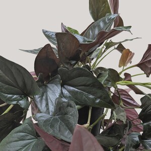 Red Arrow Tree Red Arrow Syngonium - Syngonium Podophyllum ‘red Arrow’ - Climbing ...