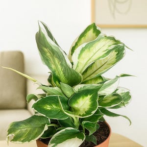 Dieffenbachia Cool Beauty – Striking Dumb Cane with White-Spotted Leaves | Easy Care Indoor Foliage Plant | Shade Tolerant