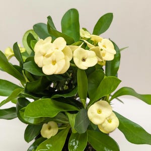 Crown of Thorns – Euphorbia milii | Bright Blooming Succulent with Spines | Drought-Tolerant & Symbolic Houseplant