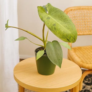 Variegated Philodendron Paraiso Verde: Large Waxy Green Leaves, Easy Indoor Tropical Houseplant for Decor