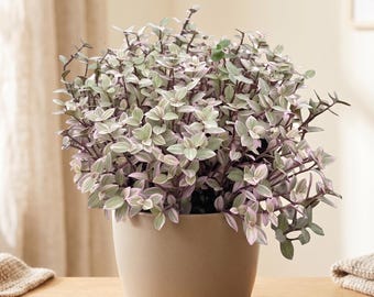 Pink Panther Tradescantia - Callisia repens ‘Pink Panther’ - Pink Variegated, Trailing Houseplant