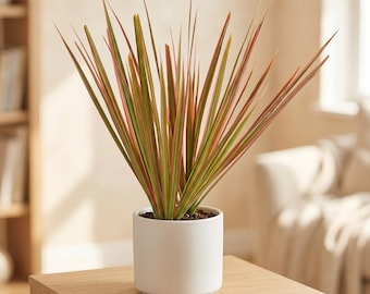 Dracaena Marginata Tricolor Dragon Plant Pink Aka Colorama Tropical - Etsy