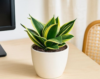 Sansevieria Black Castle / Sansevieria Thai Hybrid / the Lazy Elf