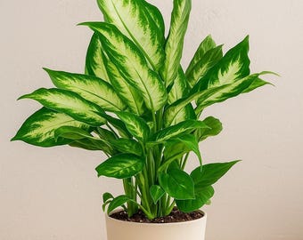 Dieffenbachia ‘Camille’ - Dieffenbachia seguine ‘Camille’ - Easy Care, Bright Foliage Houseplant