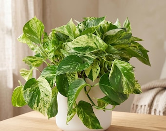 Marble Queen Pothos - Epipremnum aureum ‘Marble Queen’ - Variegated, Easy Care Houseplant