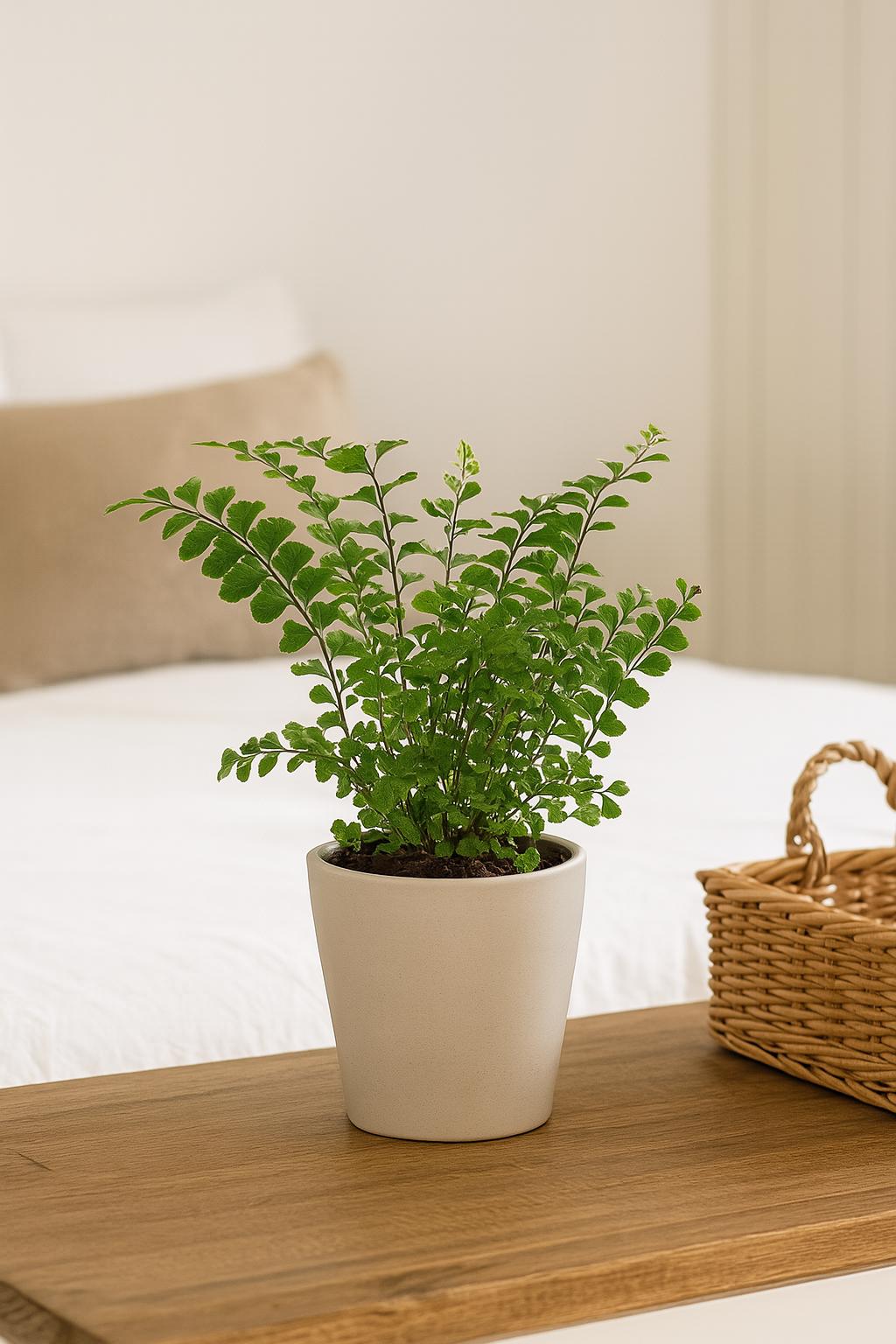 Mahogany Maidenhair Fern – Tropical Fern with Deep Reddish-Brown Fronds | Easy Care Indoor Houseplant | Unique Foliage Accent Plant