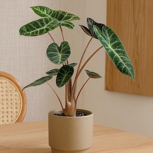 Alocasia Pink Dragon: Exotic Tropical Plant (Indoor, Moderate Care)