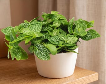 White Fittonia - Fittonia albivenis - Compact, Humidity Loving Houseplant