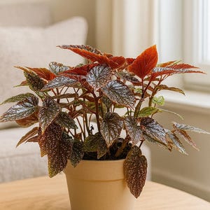 Begonia ‘Corallina’ – Angel Wing Begonia with Striking Wing-Shaped Leaves & Colorful Blooms | Easy Care Indoor Plant | Tropical Charm