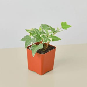 May include: A small potted plant with green and white variegated leaves. The plant is in a square, terracotta-colored pot. The background is a neutral, off-white color. The plant is a houseplant.