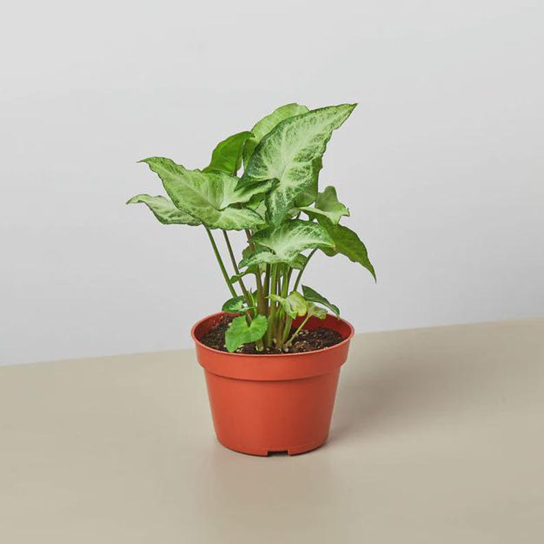 Austin Jungle Co. Syngonium - Thumbnail 2