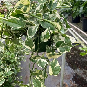 Pothos N’Joy - Epipremnum aureum ‘N’Joy’ - Variegated, Easy Care Houseplant 8" Pot