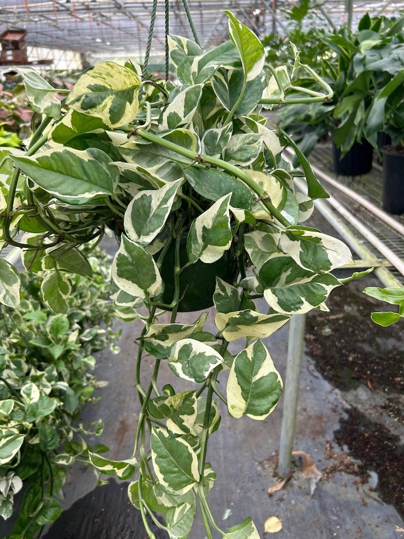 Pothos N’Joy - Epipremnum aureum ‘N’Joy’ - Variegated, Easy Care Houseplant 8" Pot
