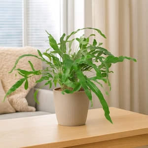 Blue Star Fern: Large Pinnatifid Fronds with Bright Green Shades - Easy Care for Home & Office