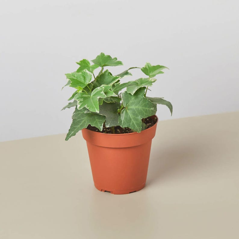 May include: A small potted ivy plant with green and white variegated leaves. The plant is in a terracotta-colored plastic pot. The background is a neutral color.