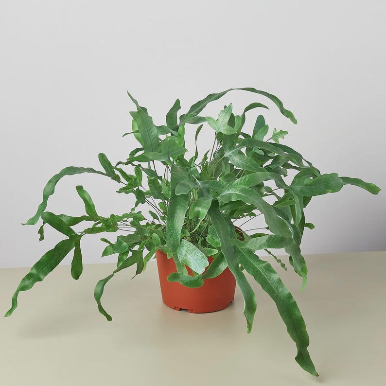 Austin Jungle Co. Blue Star Fern - Thumbnail 2