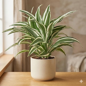 Dracaena Soil - Etsy