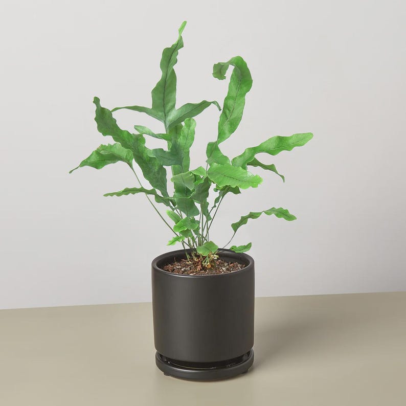 Austin Jungle Co. Blue Star Fern