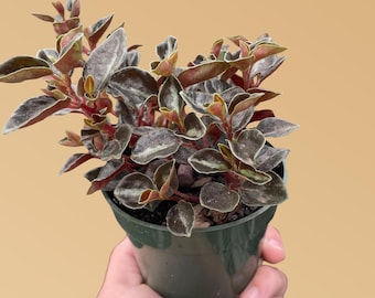PEPEROMIA RICA var. / ペペロニア メタリカ② Peperomia 'Metallica' – Mickey Hargitay Plants