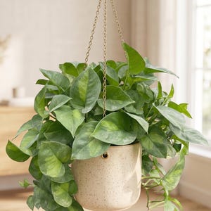 kalanchoe tomentosa succulent Succulent Kalanchoe 'Panda Plant' | Indoor Plant | Tropical Plant | Potted  Plant